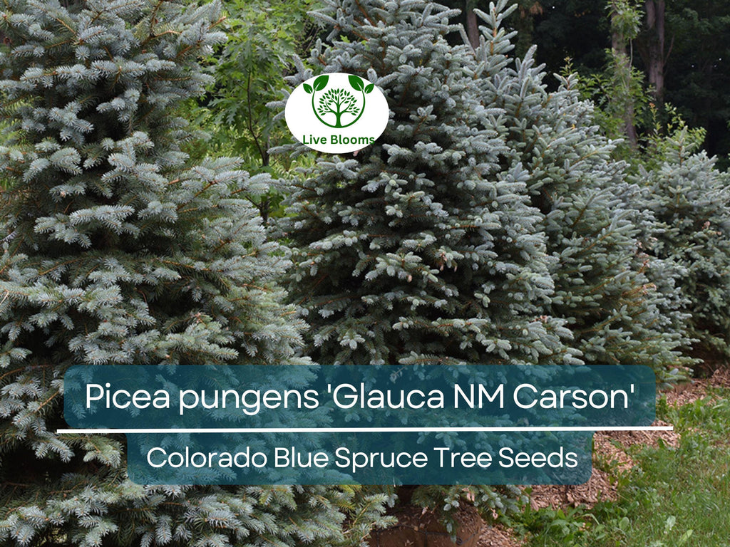 50 Seeds Picea pungens 'Glauca NM Carson' (Colorado Blue Spruce) for Planting | Ornamental Evergreen Tree for Landscaping