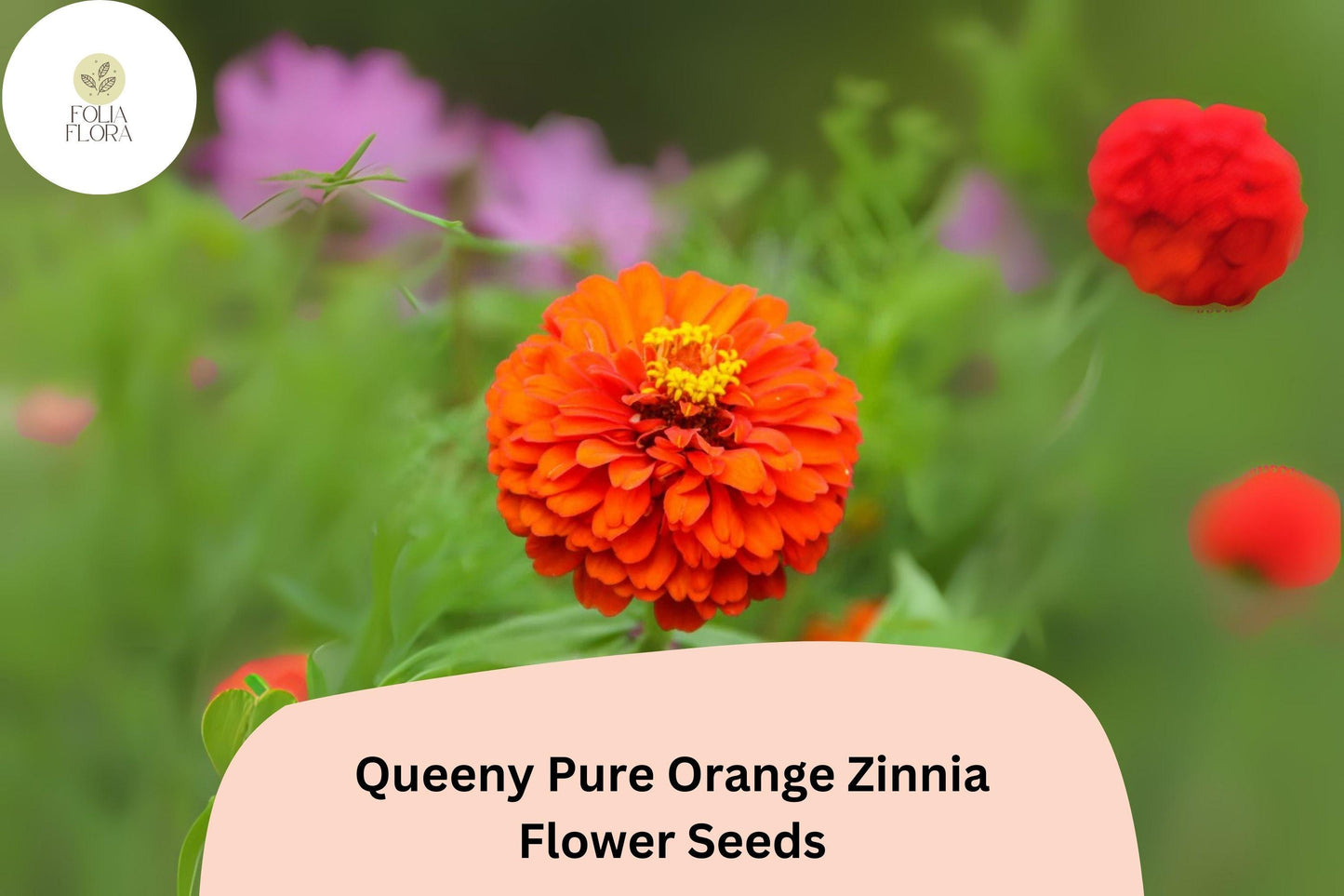 Queeny Orange Zinnia Seeds: Double Blooms, Cut Flowers