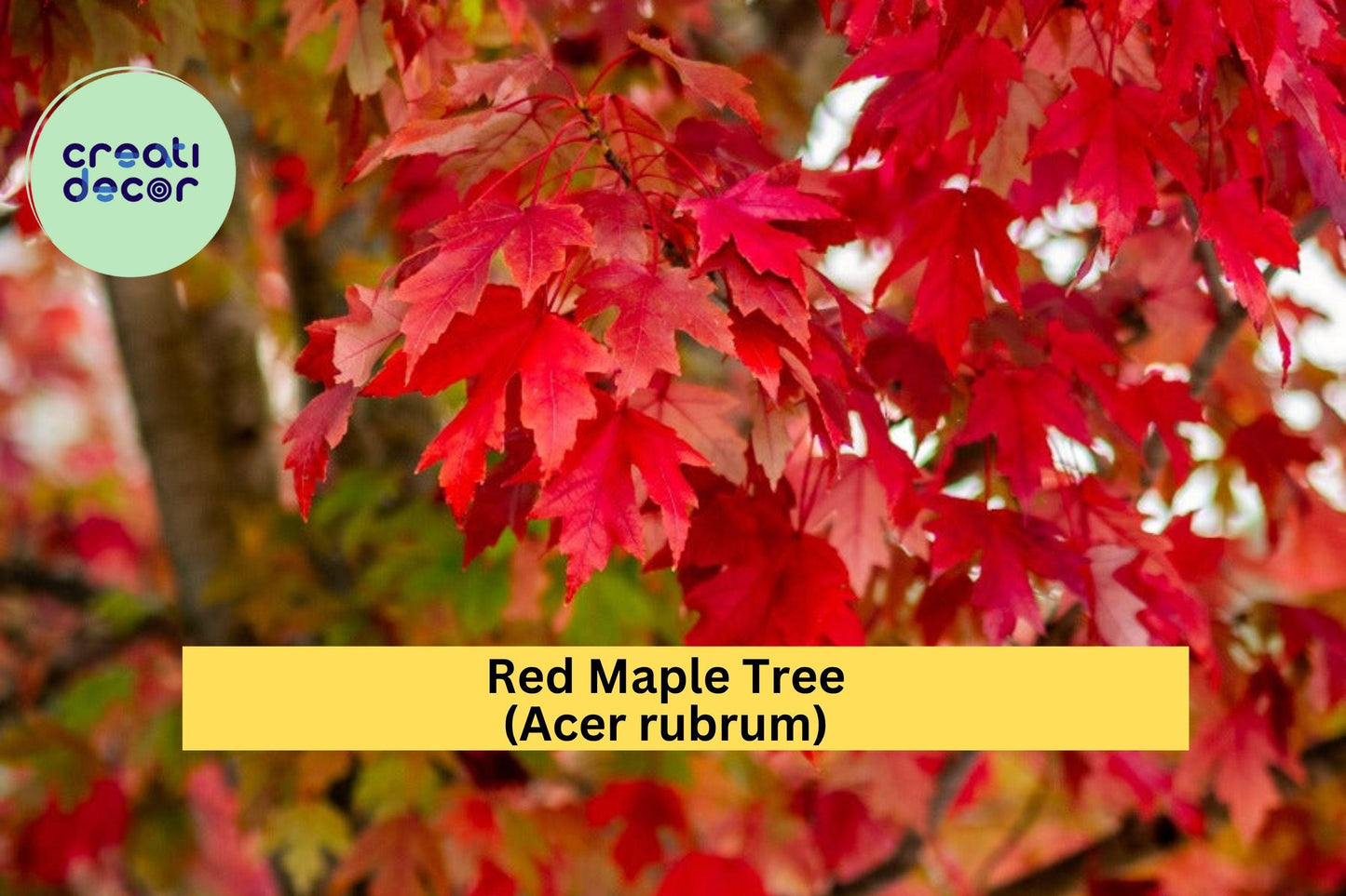 Red Maple Tree (Acer rubrum) – 1–3 ft Tall Bare Root Seedling – Fast-Growing Shade Tree with Brilliant Fall Color