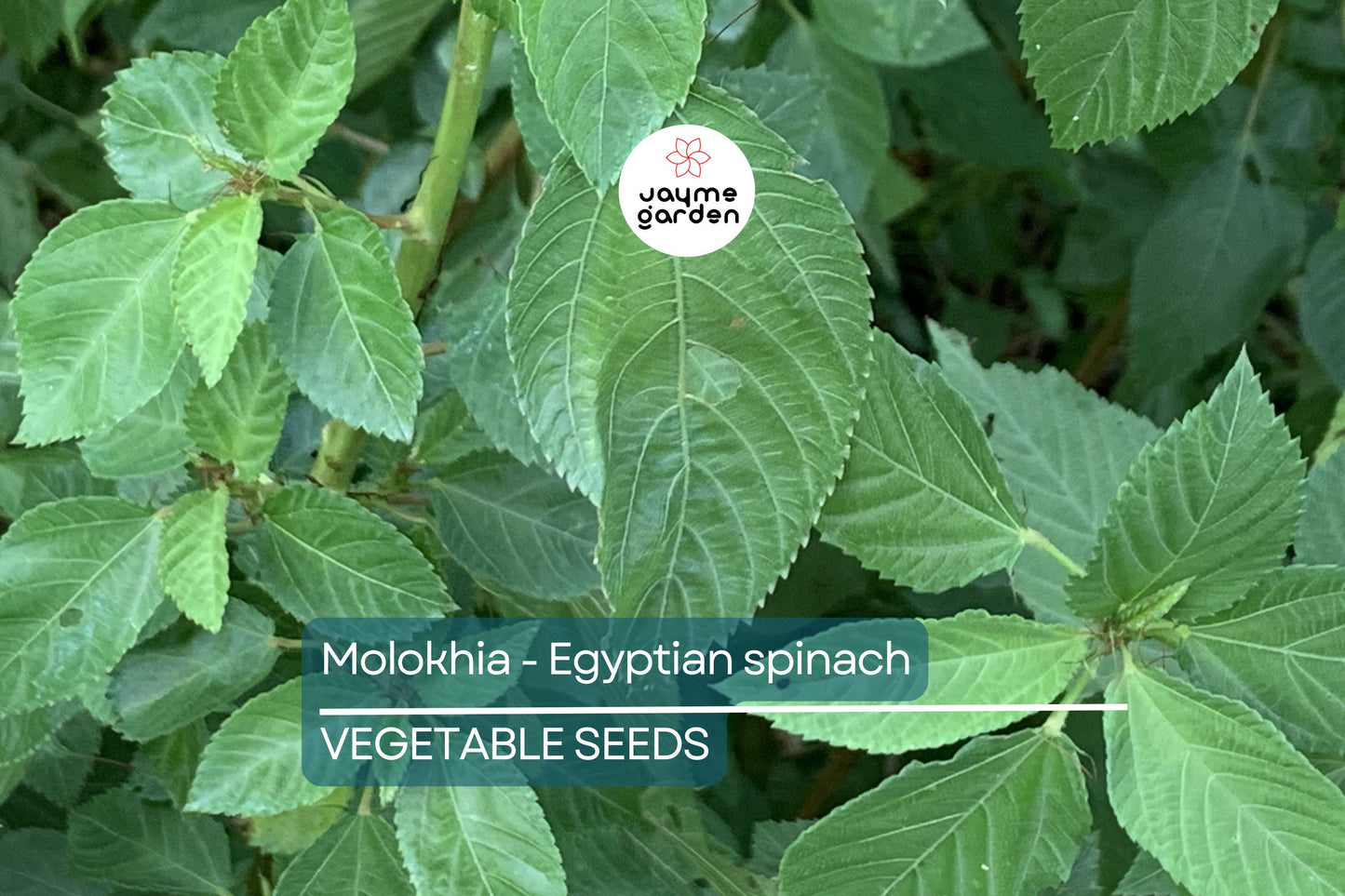 100 Molokhia Seeds | Egyptian Spinach (Corchorus olitorius) | Saluyot, Green Jute, Heirloom, Non-GMO