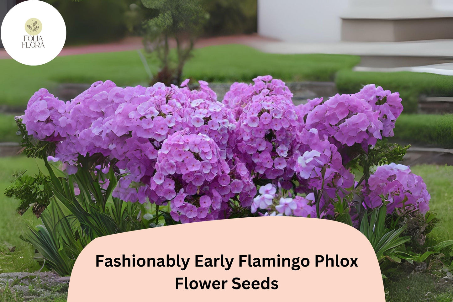 100+ Fashionably Early Flamingo Phlox Seeds – Purple Garden Flowers, Phlox Hybrid