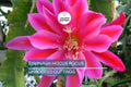 Epiphyllum 'Hocus Pocus' Orchid Cactus Cutting | 8-10 Inch Unrooted Cutting | Stunning Blooms | Perfect for Collectors