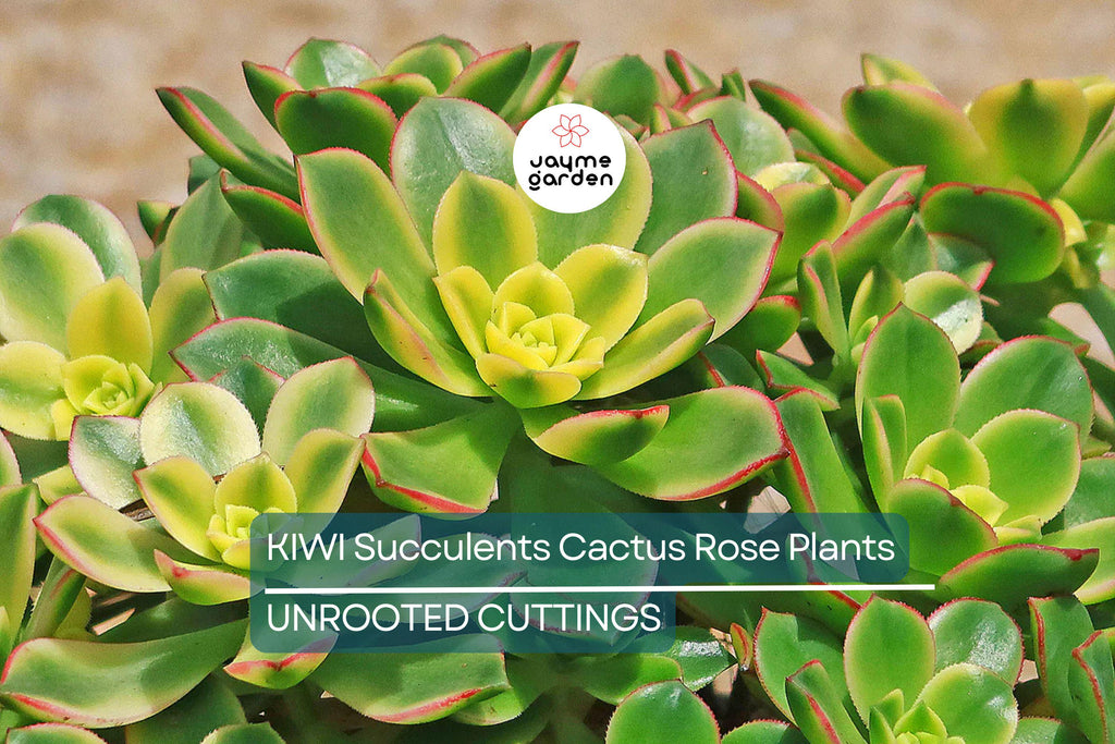 2 Aeonium Kiwi Succulent Cuttings - 3-5” Wide, Multi-Colored Rosettes, Easy to Grow, Perfect for Succulent Gardens