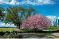 Kwanzan Cherry Tree 1 Live Plant 2ft Tall (Prunus serrulata 'Kanzan') Pink Flowering Tree