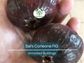 1 Sal's Corleone Fig Unrooted Cutting (Ficus carica) - At Least 3 Nodes, 8 Inches Long - Premium Fig Tree Cutting for Propagation