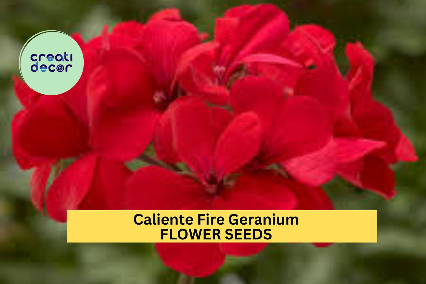 25+ Caliente Fire Geranium Seeds – Bold Red Blooms for Garden Planting, Heat-Tolerant Annual for Pots, Borders & Hanging Baskets – USA