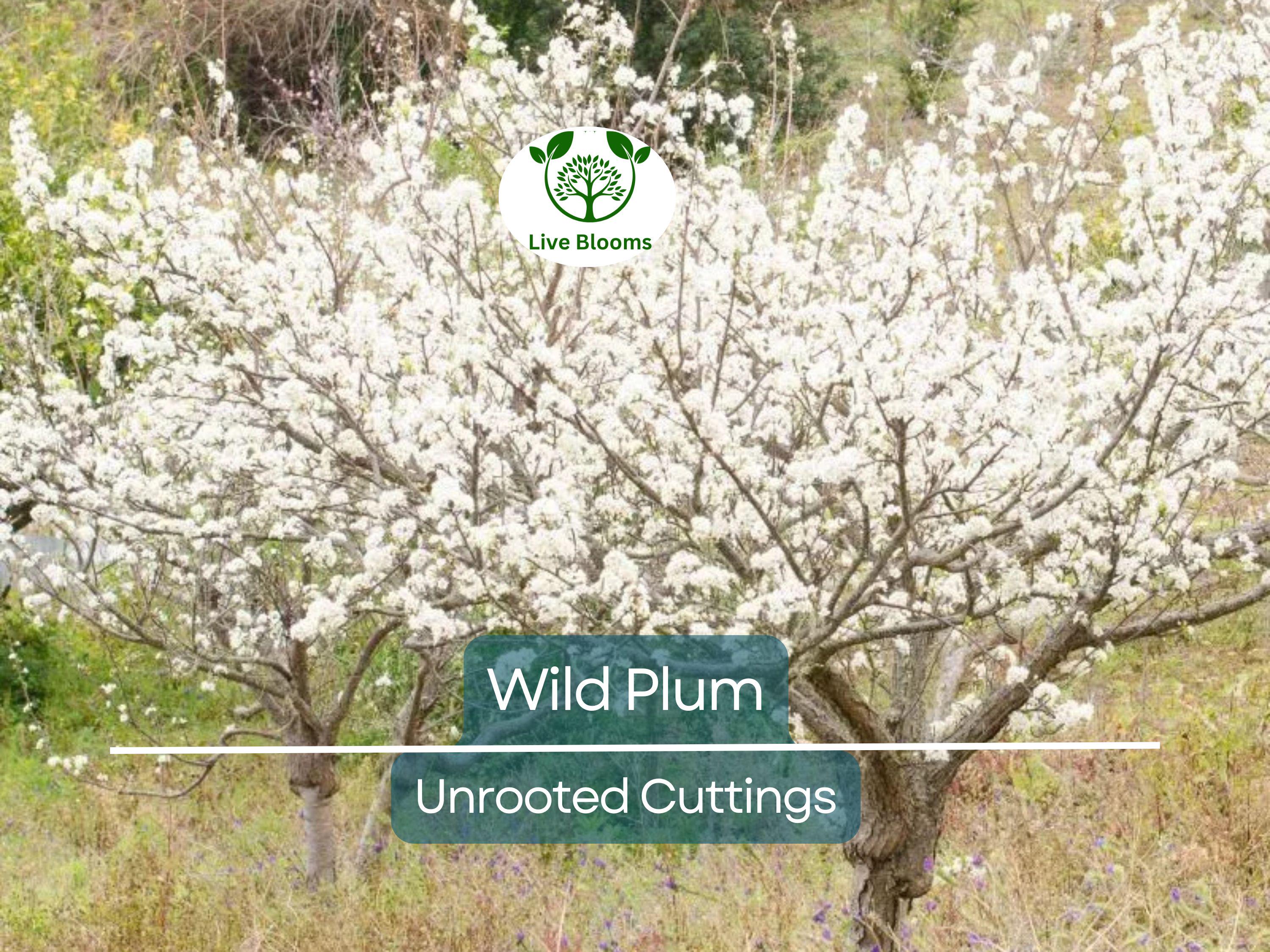 12 Unrooted Wild Plum Cuttings 6-8” - Prunus Americana, Hardy, Fruit Tree, Garden Propagation