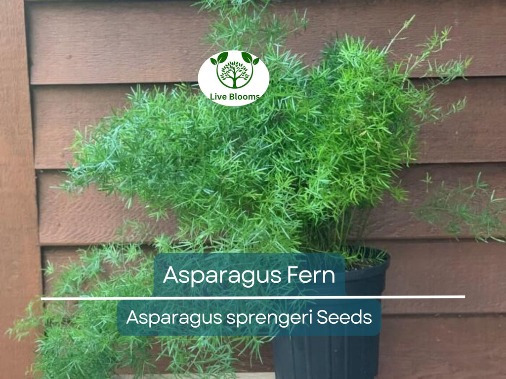 20 Asparagus Fern Sprengeri Seeds – Indoor Plant, Hanging Basket, Low Maintenance, Elegant Greenery, Fern for Pots, Easy Care Houseplant