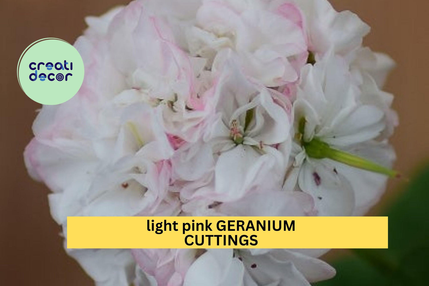 3 White-Pink Geranium Cuttings – 6" Starter Stems | Fresh Pelargonium Cuttings for Planting | Soft Pastel Flowering Garden Plant