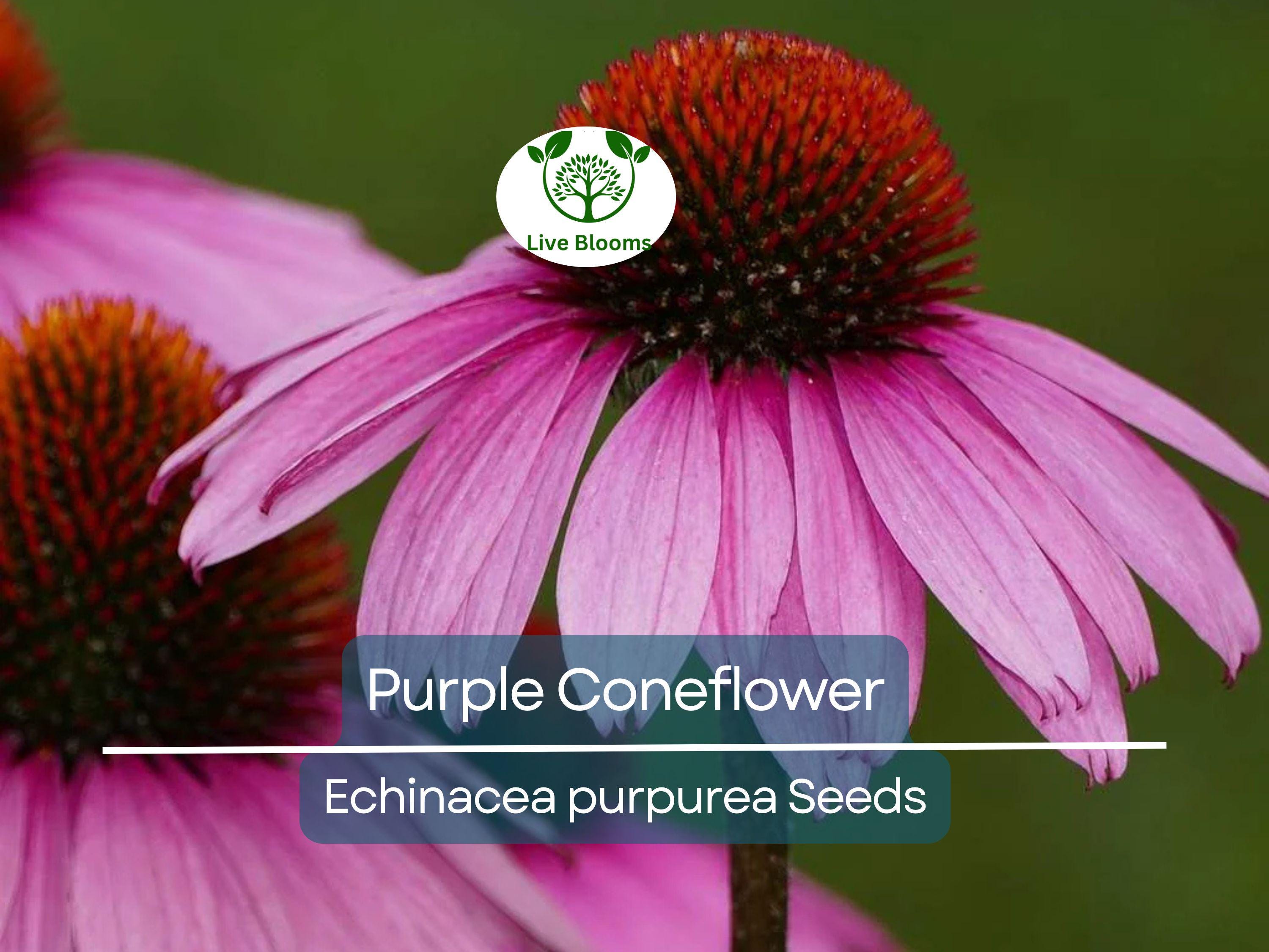 200 Seeds Purple Coneflower Echinacea Purpurea Perennial Pollinator Flowers Non-GMO, Hardy, Cut Flowers, Easy to Grow, Garden Plant