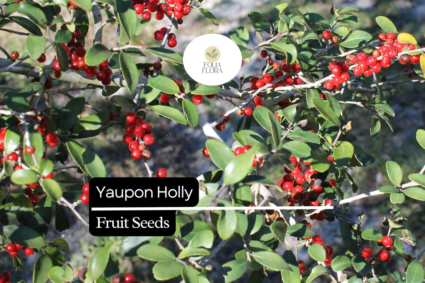 25 Organic Yaupon Holly Seeds (Ilex vomitoria) | Native Evergreen Shrub for Hedging & Wildlife