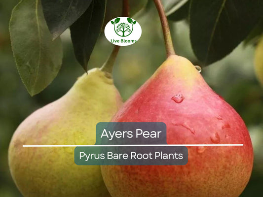 1 Ayers Pear Tree – Live Bare Root Fruit Tree (2ft) – Sweet, Juicy Pears – Disease-Resistant & Self-Pollinating – Zone 5–9