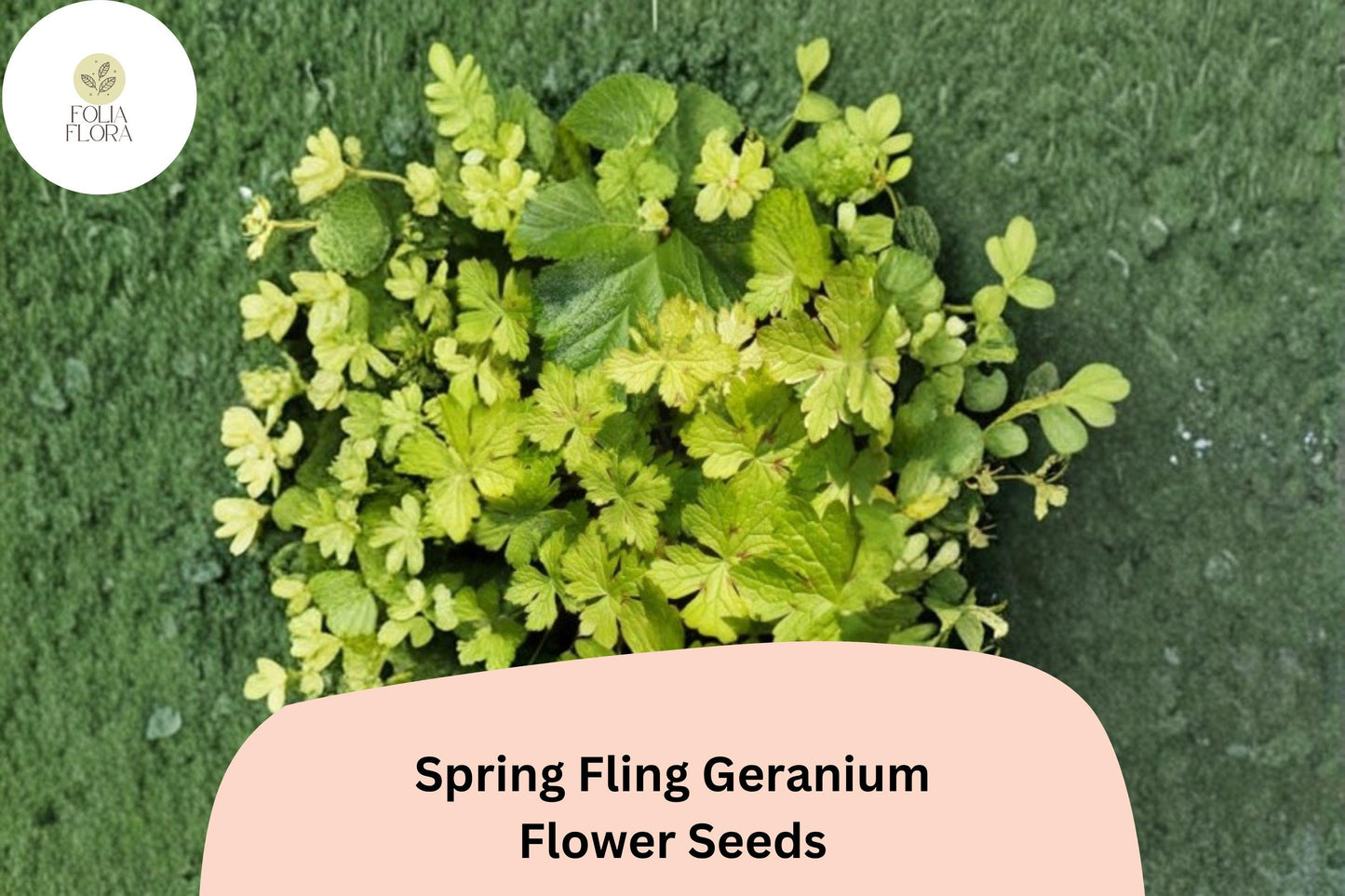 25+ Spring Fling Geranium Seeds | Green Cranesbill | Hardy Perennial Geranium Seeds for Unique Garden Borders & Beds