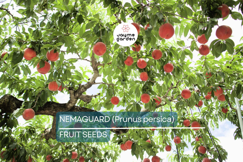 3 Peach Tree Seeds - Dwarf Loring Nemaguard (Prunus persica) - Fast-Growing Hardy Fruit Tree