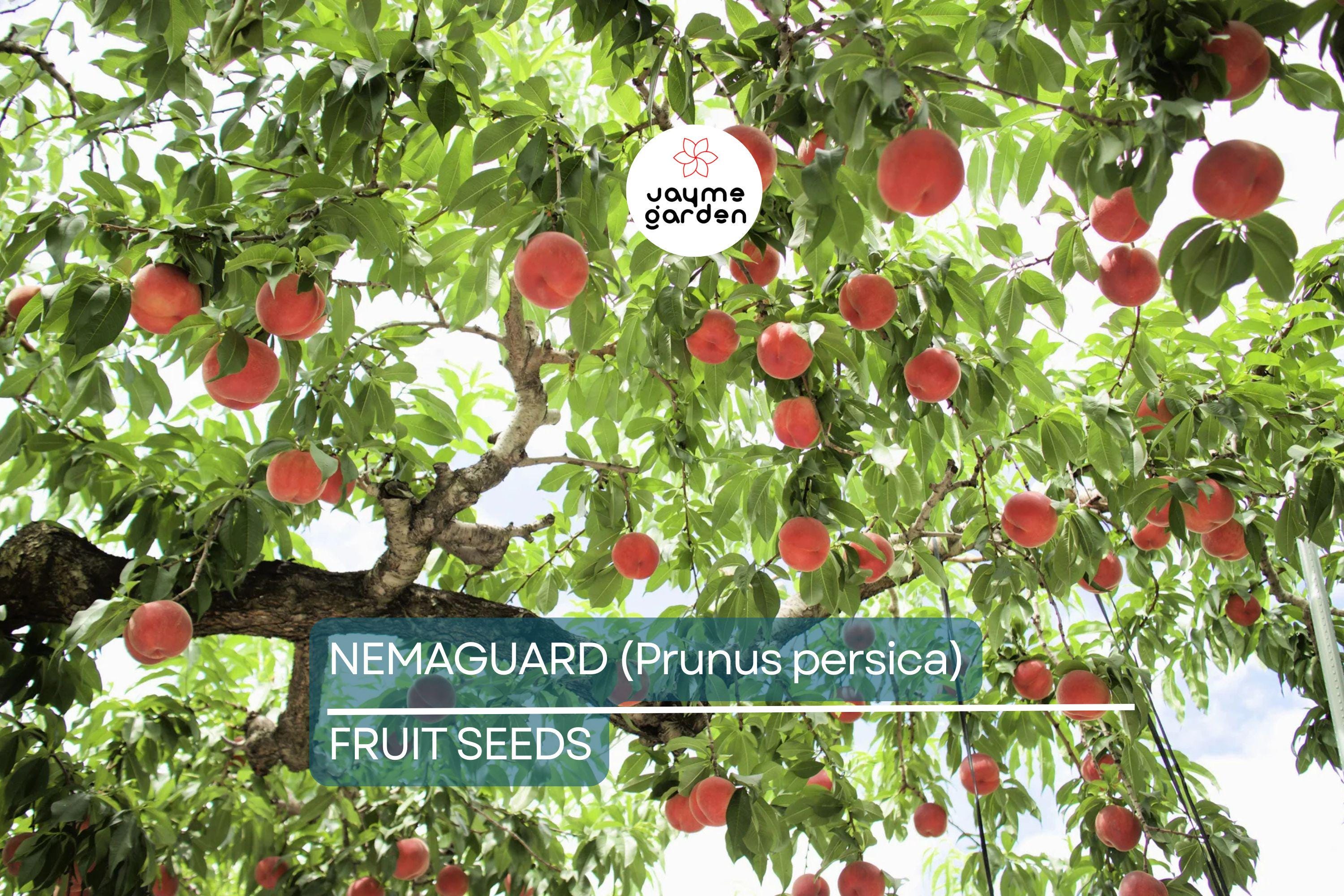 3 Peach Tree Seeds - Dwarf Loring Nemaguard (Prunus persica) - Fast-Growing Hardy Fruit Tree