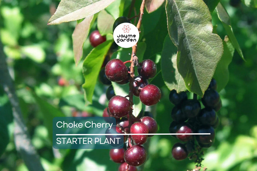 Choke Cherry Tree - Live Bare Root Plant, Prunus Virginiana, 14"-18", Fragrant White Flowers, Wildlife-Friendly, Drought & Heat Tolerant