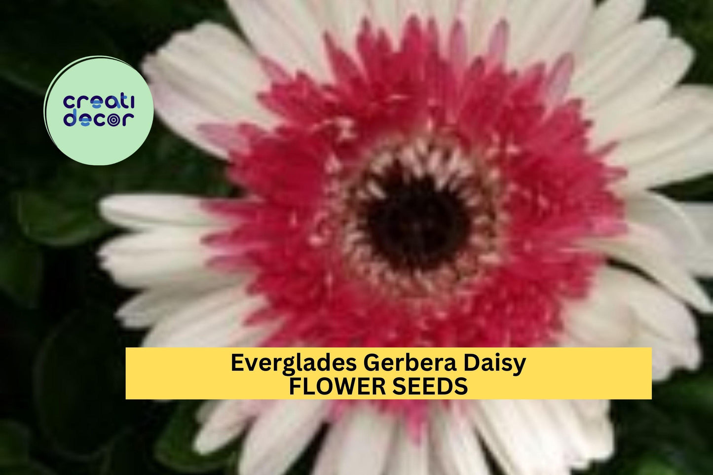 200+ Everglades Gerbera Daisy Seeds – Bright Pink-Purple Blooms for Garden Planting, Long-Stemmed Summer Annuals – USA
