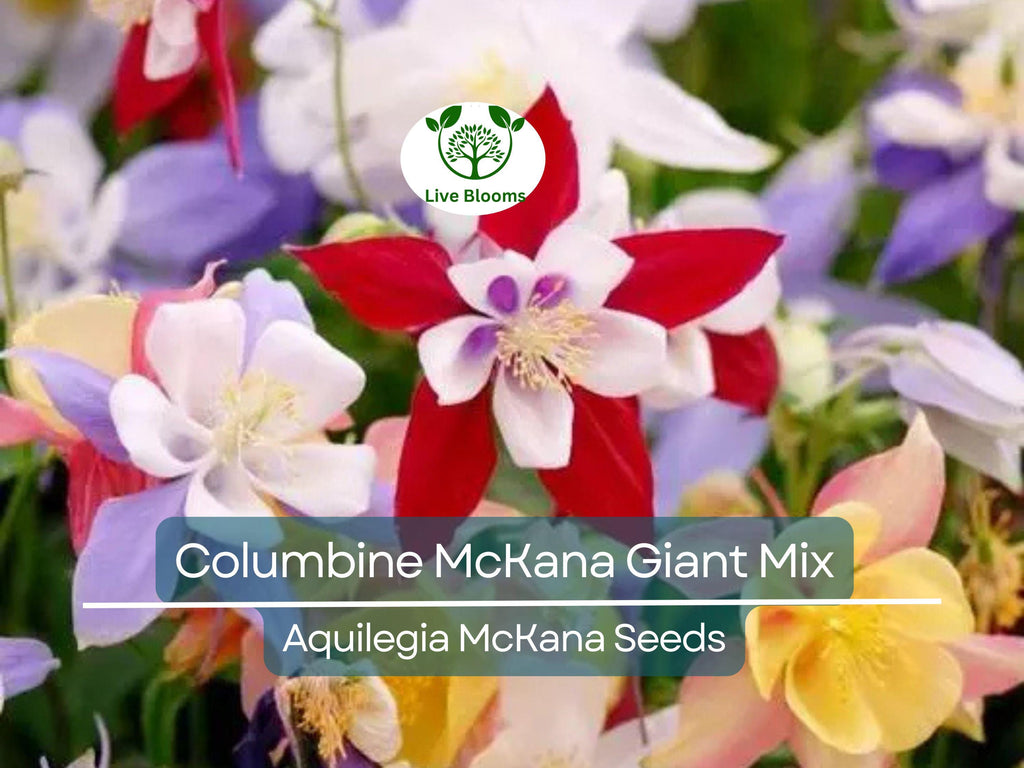 200 Seeds Columbine McKana Giant Mix, Perennial Hummingbird & Butterfly Flowers, Non-GMO Aquilegia, Vibrant Colors, Easy to Grow for Gardens
