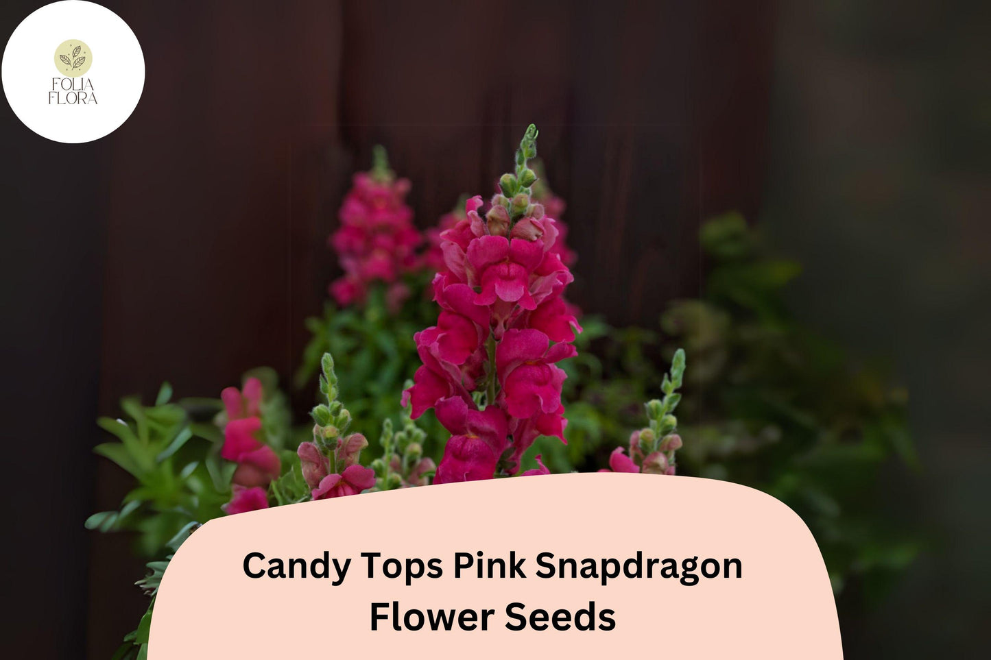Candy Tops Pink Snapdragon Seeds (Antirrhinum majus) | 1000+ Seeds | Compact, Soft Pink Blooms for Garden & Containers
