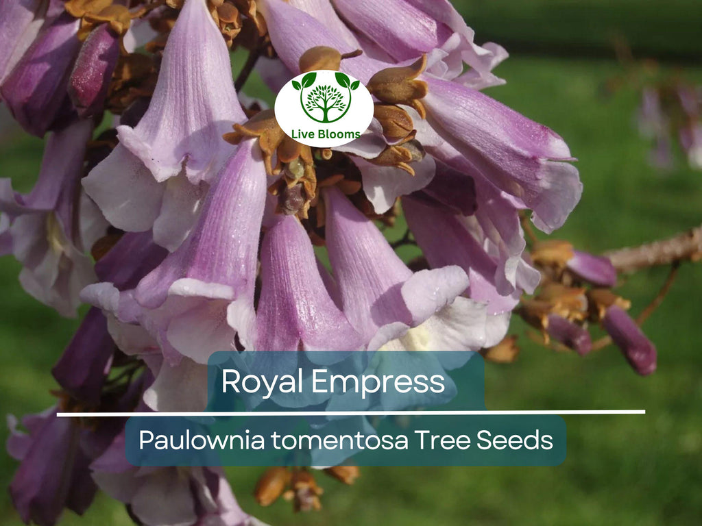 100 Royal Empress Tree Seeds (Paulownia tomentosa), Purple Flowers, Fast-Growing Tree, Decorative Tree, Garden Starter, Landscape Plant