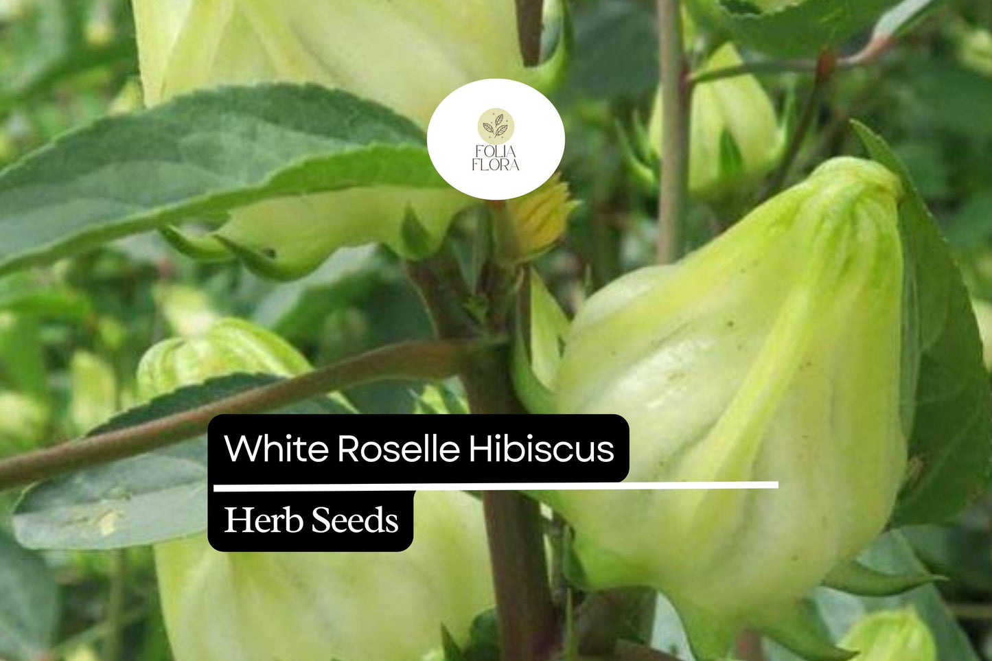 White Roselle Hibiscus Seeds (Hibiscus sabdariffa) | 25 Seeds | Edible Leaves & Calyces | Beautiful White Blooms
