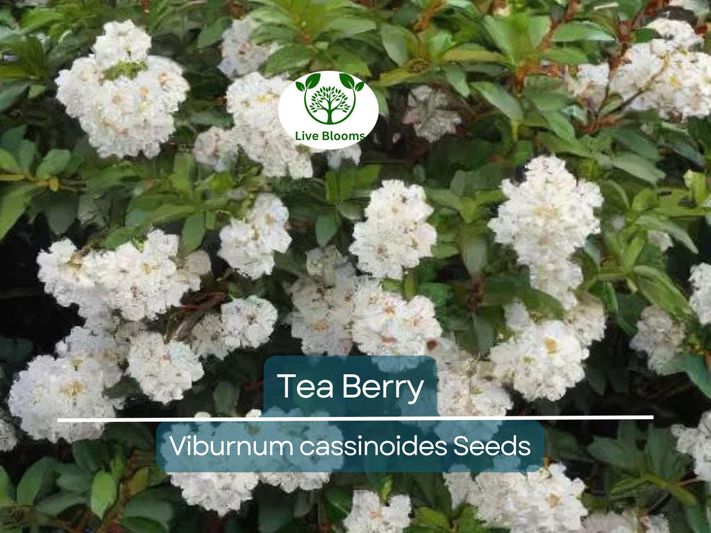 40 Tea Berry Shrub Seeds - Viburnum cassinoides, Witherod, Edible Fruits, Perennial, Native Plant, Aromatic Tea Leaves