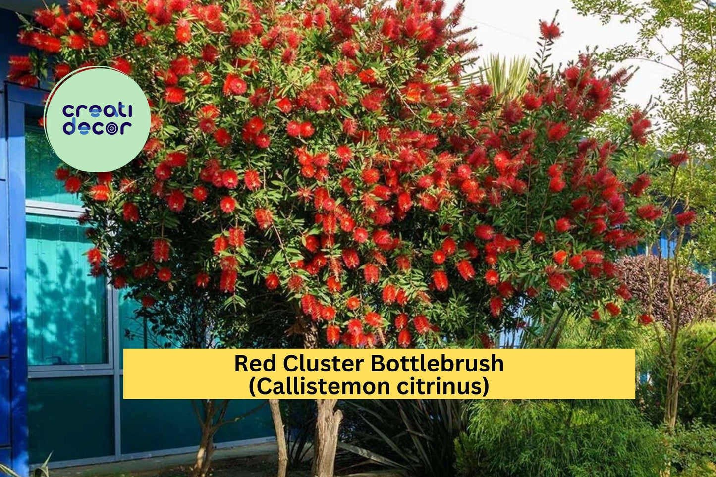 Red Cluster Bottlebrush (Callistemon citrinus) – Live Rooted Starter Plant – Hardy Shrub with Bright Red Blooms