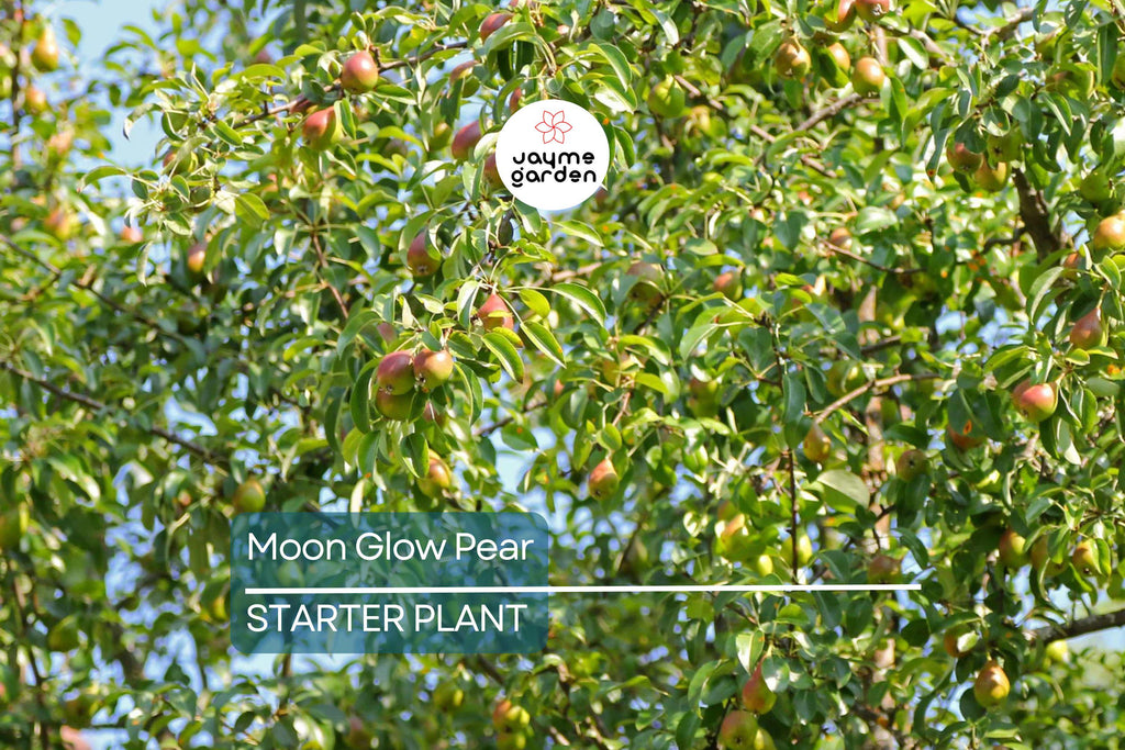 Moon Glow Pear Tree 2ft Tall | Live Fruit Tree, Ready to Plant | Bare Root