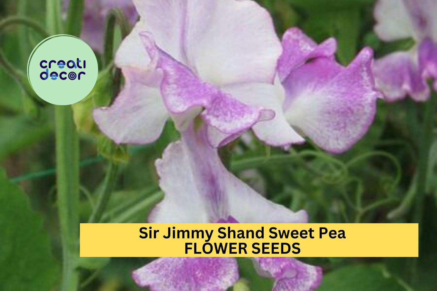 50+ Sir Jimmy Shand Sweet Pea Seeds – Lavender-Blue Fragrant Blooms for Garden Planting, Climbing Vines for Trellises – USA