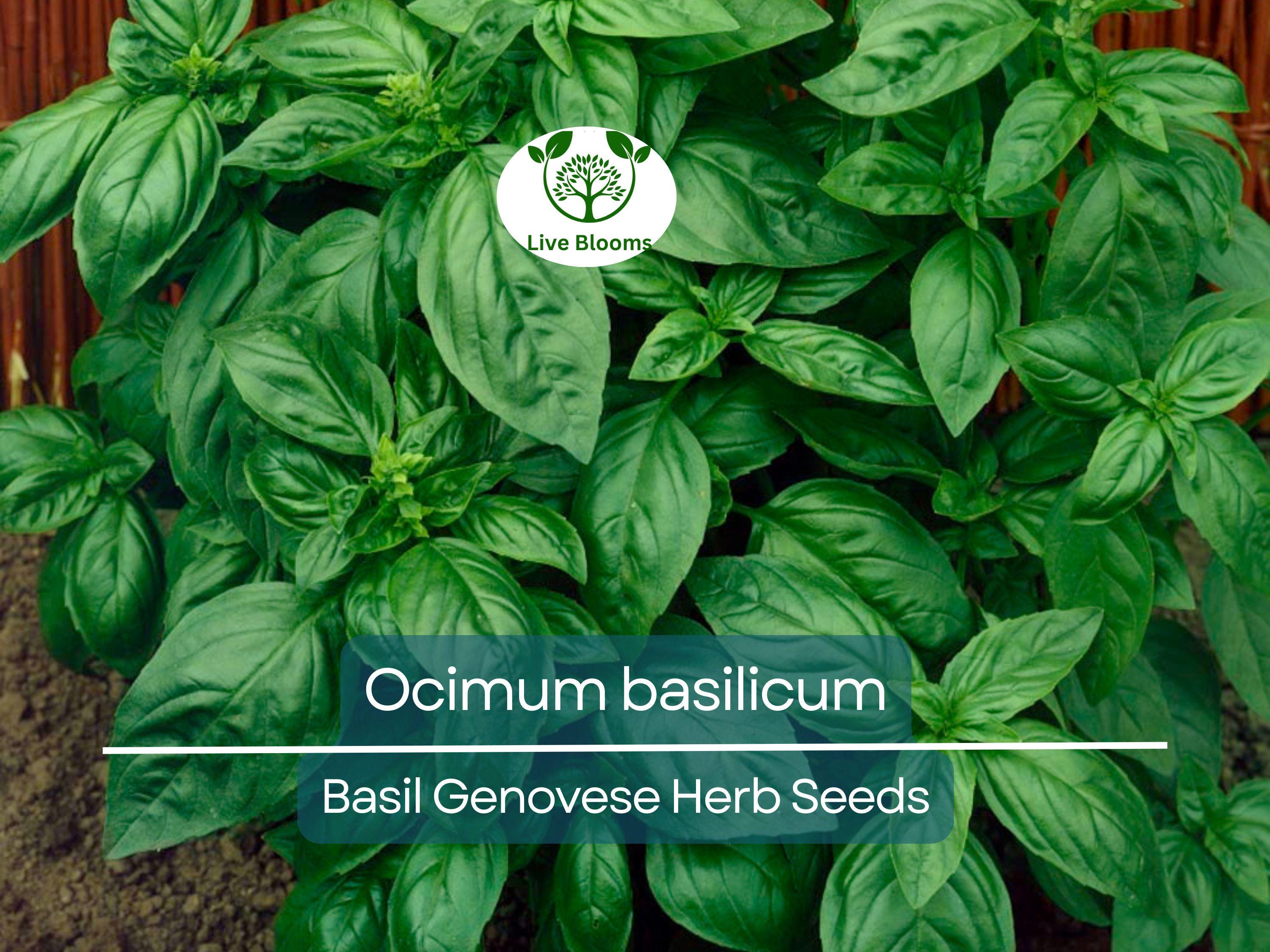 700 Basil Genovese Seeds for Planting - Ocimum basilicum - Fresh Italian Herb for Cooking, Pesto, Mediterranean Dishes, Easy to Grow