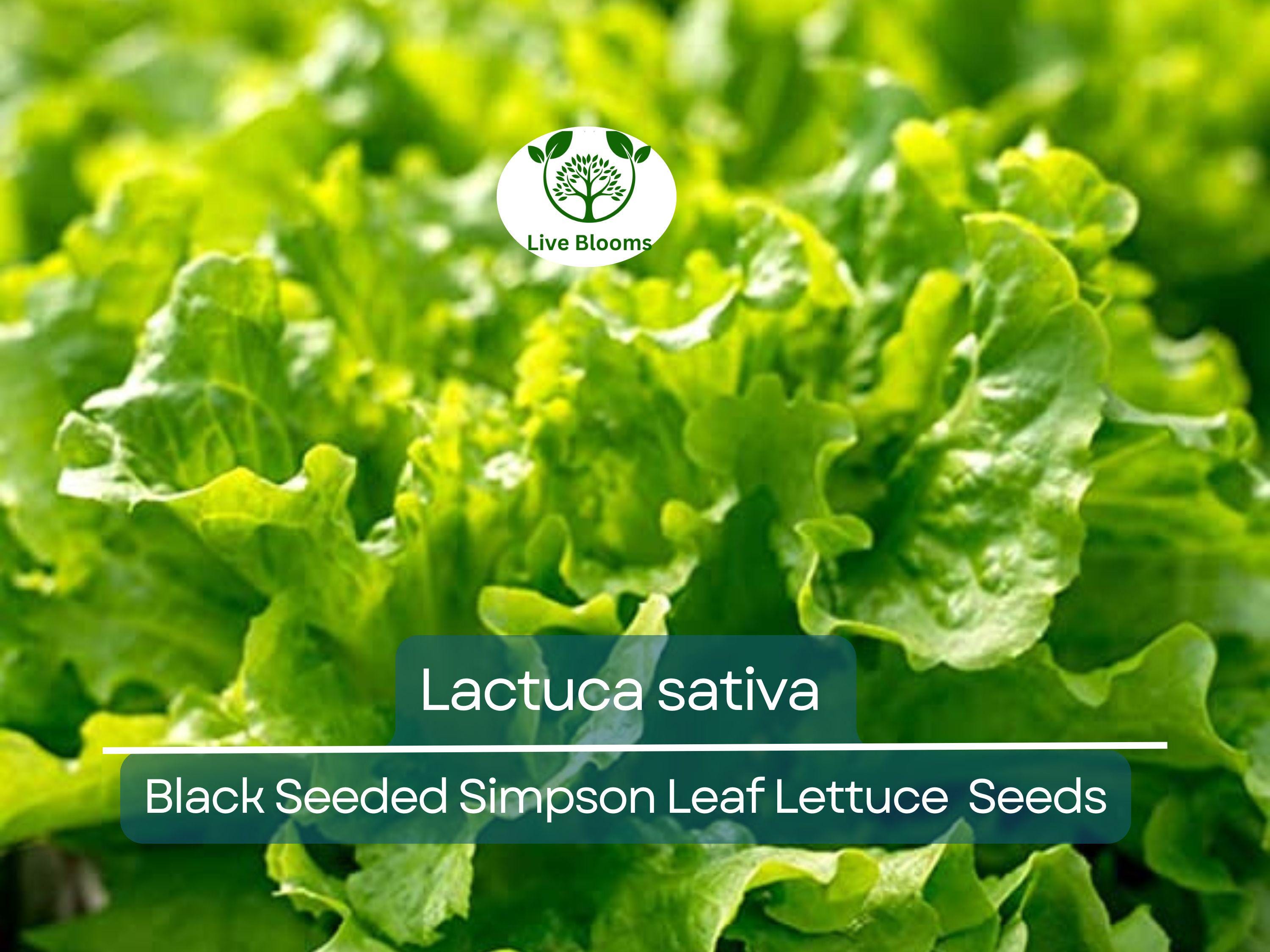 700 Seeds Black Seeded Simpson Leaf Lettuce – Lactuca sativa | Heirloom Lettuce for Planting, Gardening & Fresh, Tender Harvests