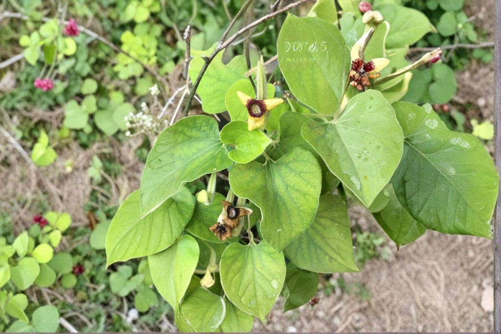 Aristolochia tomentosa/Dutchman’s Pipevine – 10 Seeds | Native Woody Vine | Pipe-Shaped Flowers | Host Plant for Pipevine Swallowtail