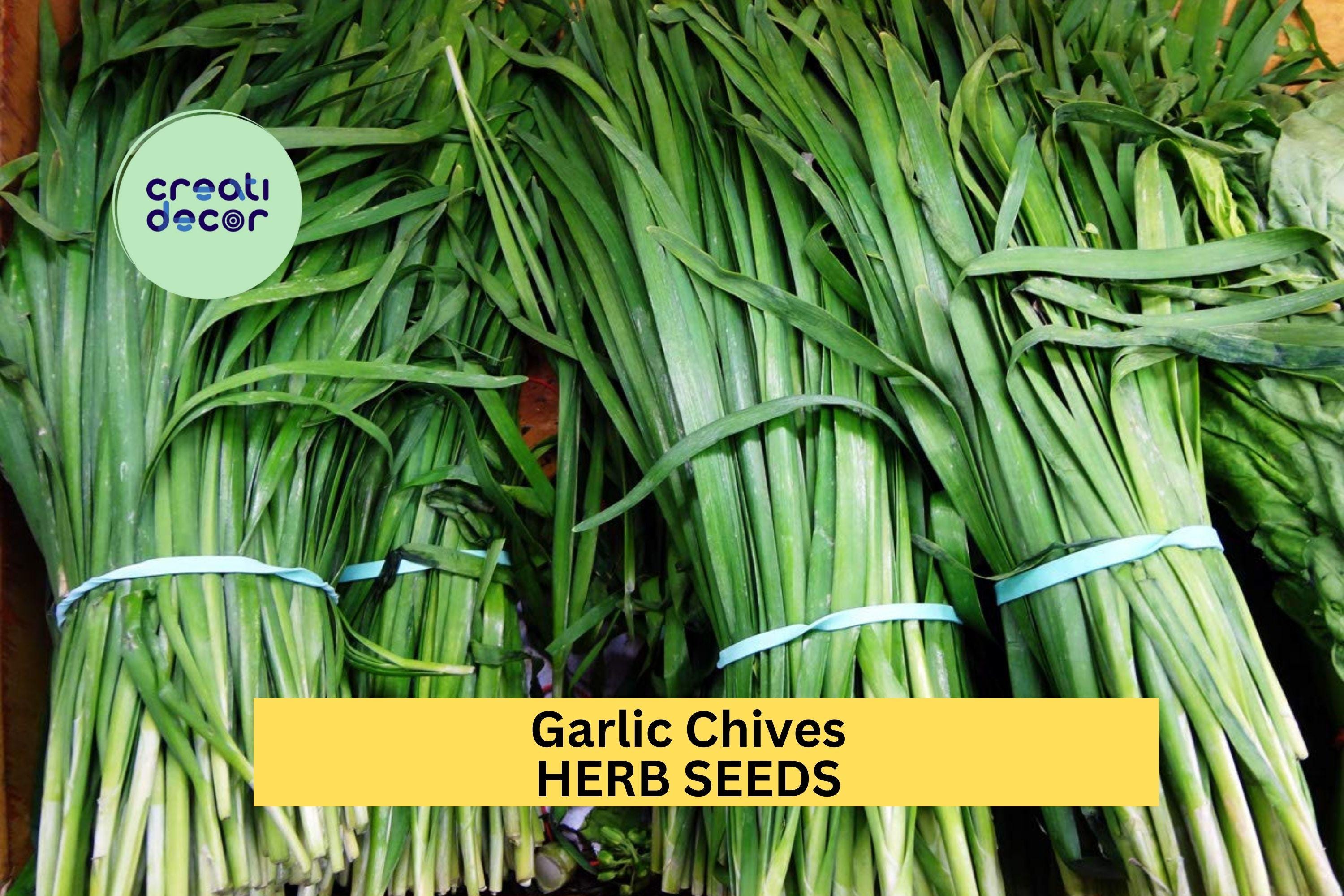 3pcs of 300mg Garlic Chives Seeds – Hardy Perennial Herb with Mild Garlic Flavor for Gardens, Pots & Culinary Use Seeds for Planting