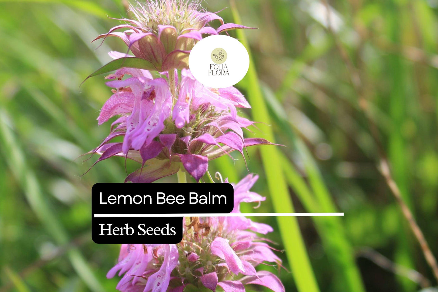 Lemon Bee Balm Seeds | 25 Seeds | Monarda Citriodora | Fragrant Pollinator Plant for Garden or Container Growing