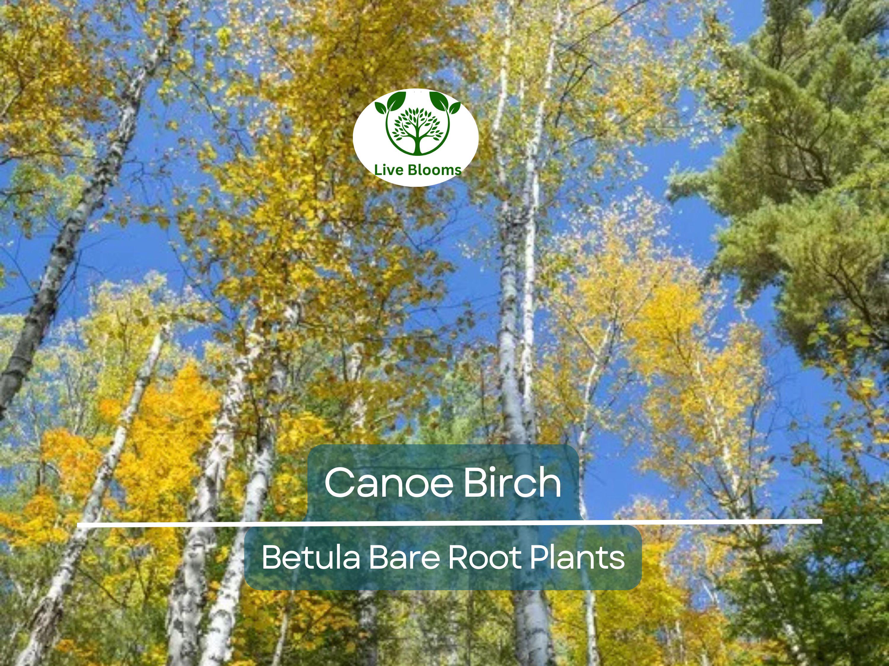 1 Canoe Birch Tree – Live Bare Root Plant – White Birch (Betula papyrifera) – Fast-Growing Shade Tree with Peeling Bark