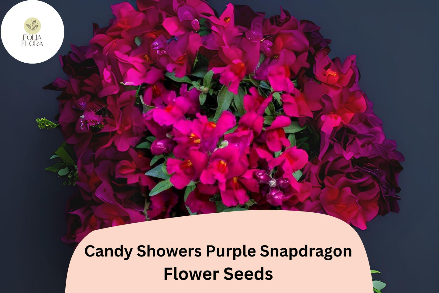 Candy Showers Purple Snapdragon Seeds (Antirrhinum majus) | 1000+ Seeds | Cascading Purple Blooms for Gardens & Hanging Baskets