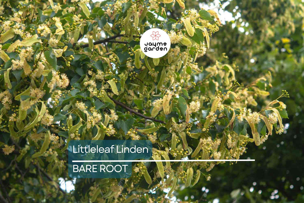 Littleleaf Linden Tree, Tilia Cordata, Live Bare Root, Pyramidal Shape, Fragrant Yellow Flowers, Shade Tree, 2-3’ Tall, Zones 3-8