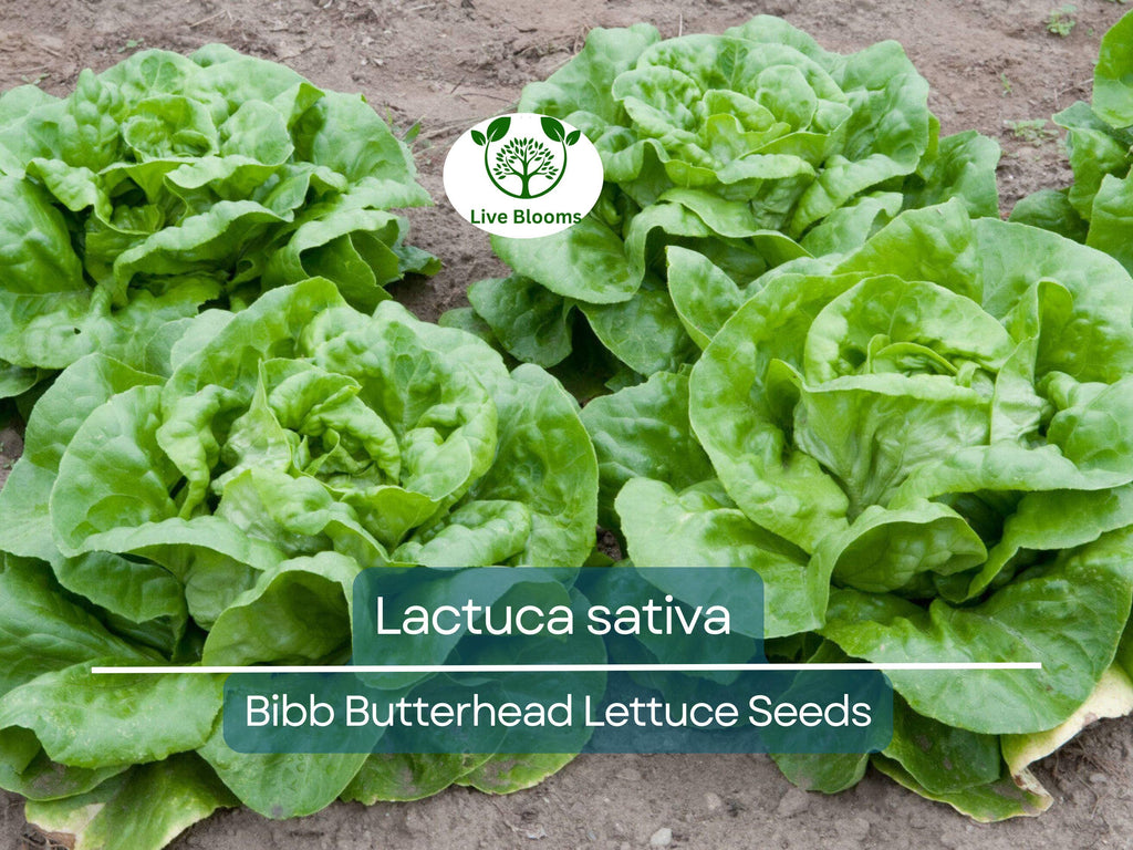 700 Seeds Bibb Butterhead Lettuce – Lactuca sativa | Heirloom Lettuce Seeds for Planting, Gardening & Tender, Sweet Harvests