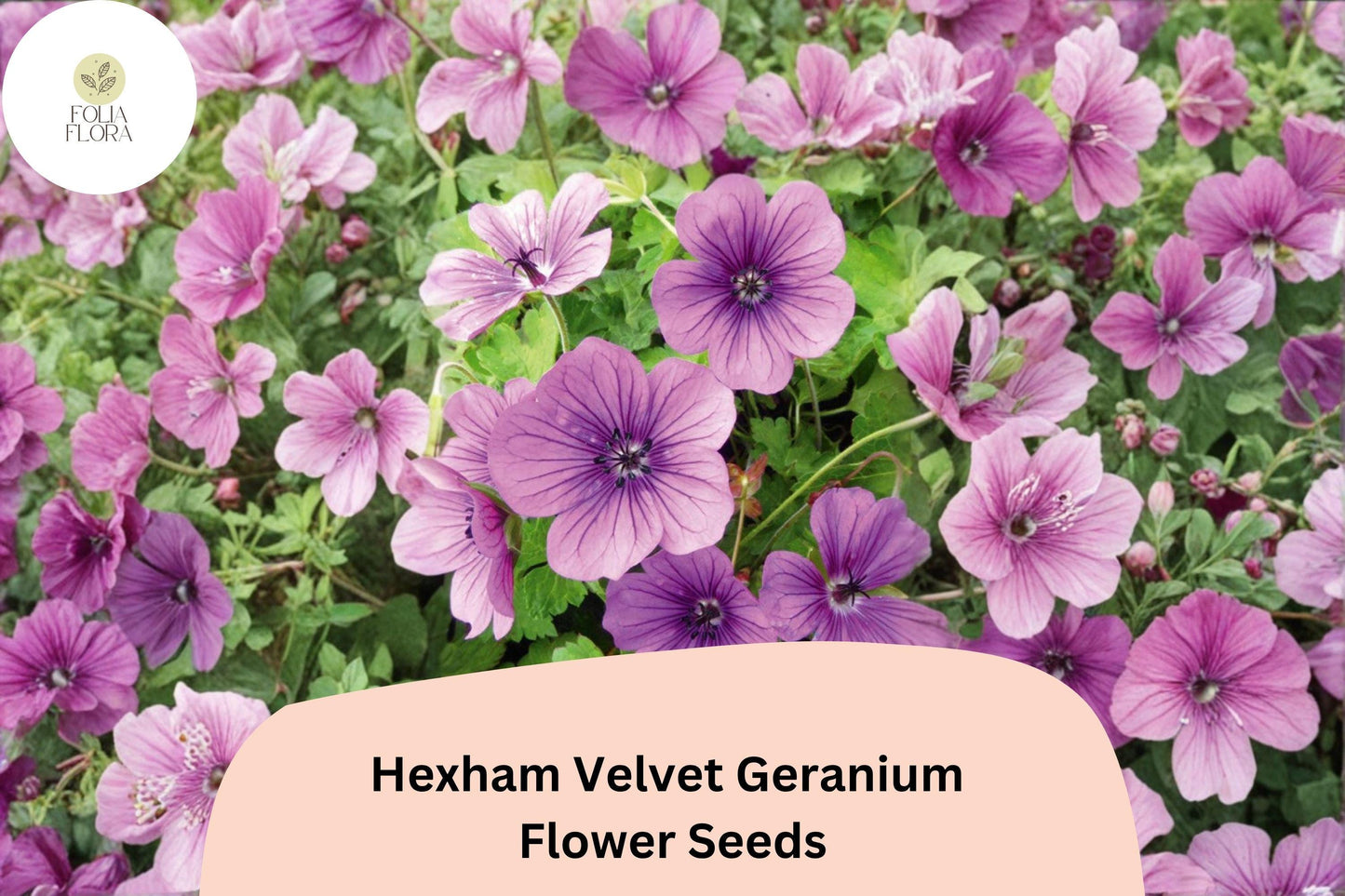25+ Hexham Velvet Geranium Seeds for Garden Planting – Rich Purple Blooms, Hardy Perennial Flower