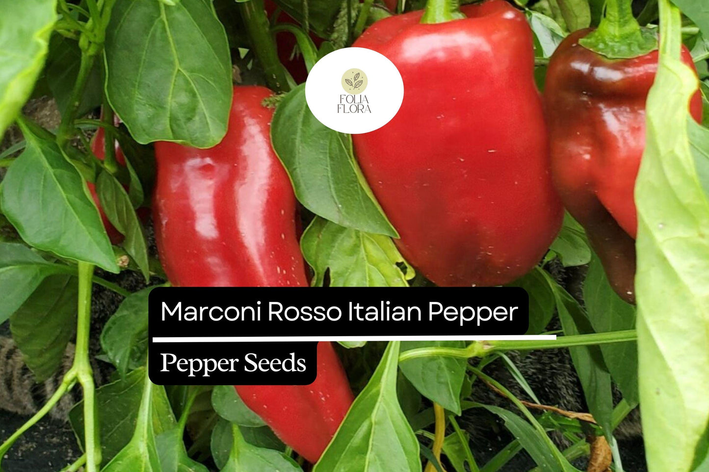 25 Marconi Rosso Italian Pepper Seeds – Capsicum annuum – Heirloom, Sweet & Flavorful, High-Yielding, Non-GMO