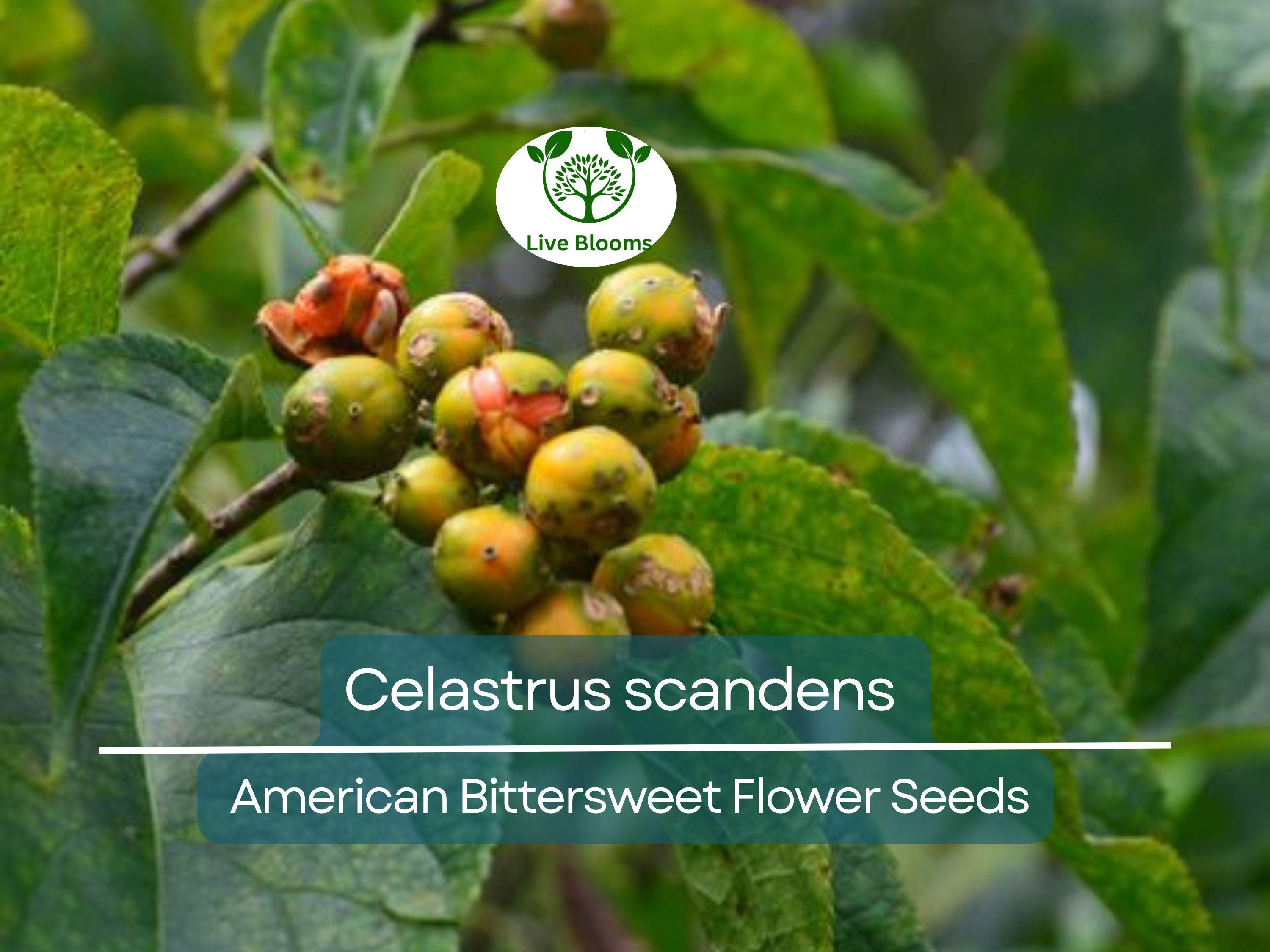 30 Seeds Celastrus scandens (American Bittersweet) for Planting | Native Climbing Vine for Garden, Landscaping & Wildlife Support