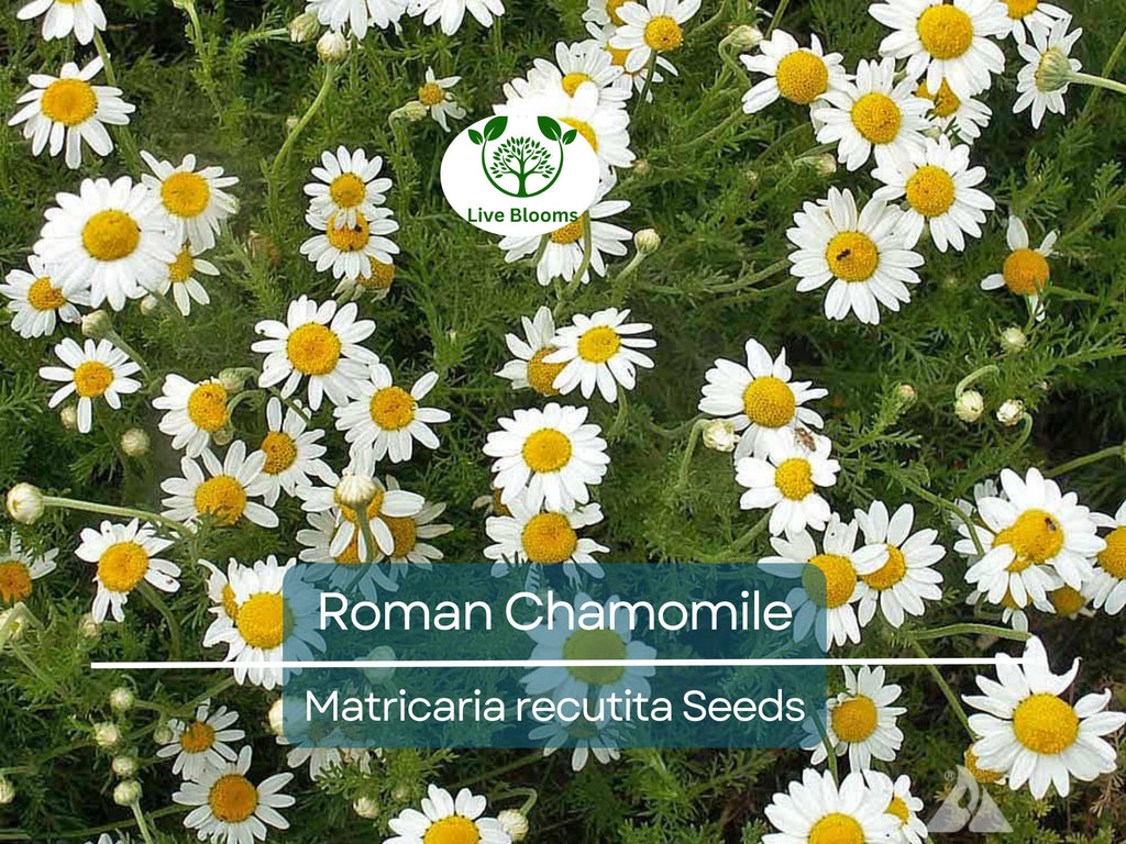 500 Seeds Herb Roman Chamomile, Heirloom, Fragrant Perennial, Non-GMO, Matricaria recutita, Tea, Garden, Aromatic