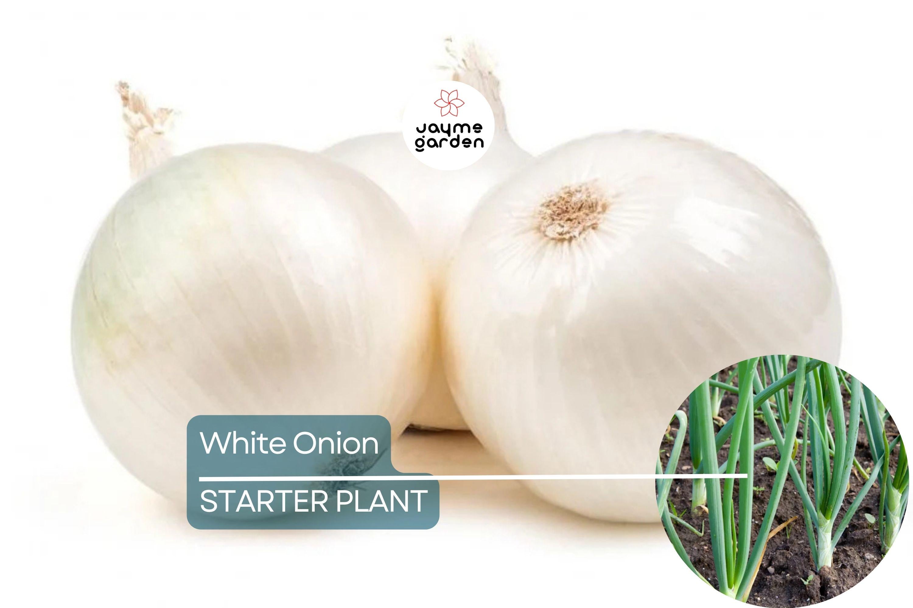 White Onion Sets – Naturally Grown, Non-GMO | 8 oz. (40-60 Bulbs) | Easy to Grow & Store | Shipping Now