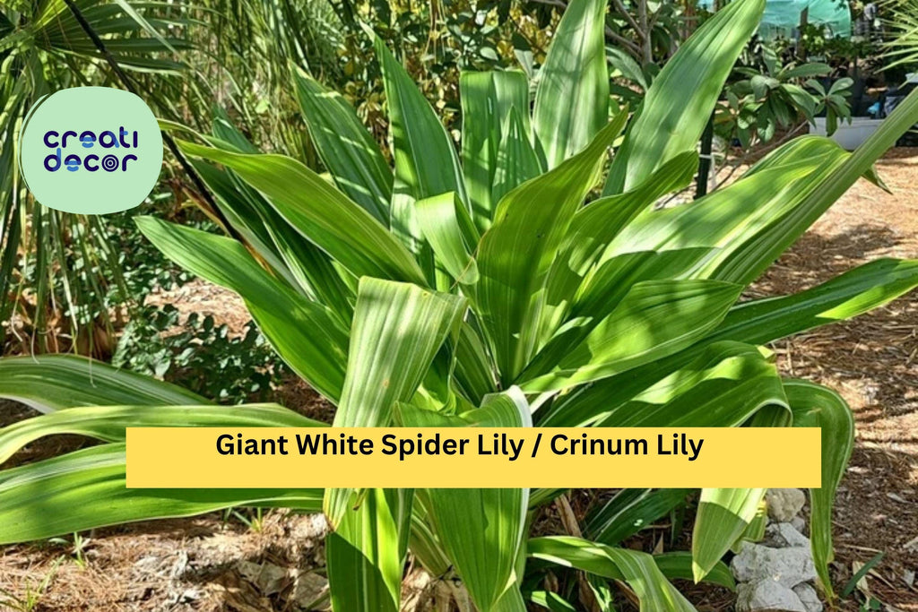 Crinum asiaticum – 2 Live Giant White Spider Lily Plants, Variegated Revert Form, Tropical Bulb Plant for Garden or Landscape