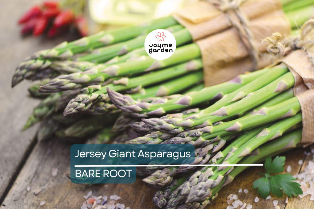 10 Jersey Giant Asparagus Live Bare Root Crowns | 2-Year Plants for High Yield | Cold Hardy & Disease Resistant | Easy to Grow