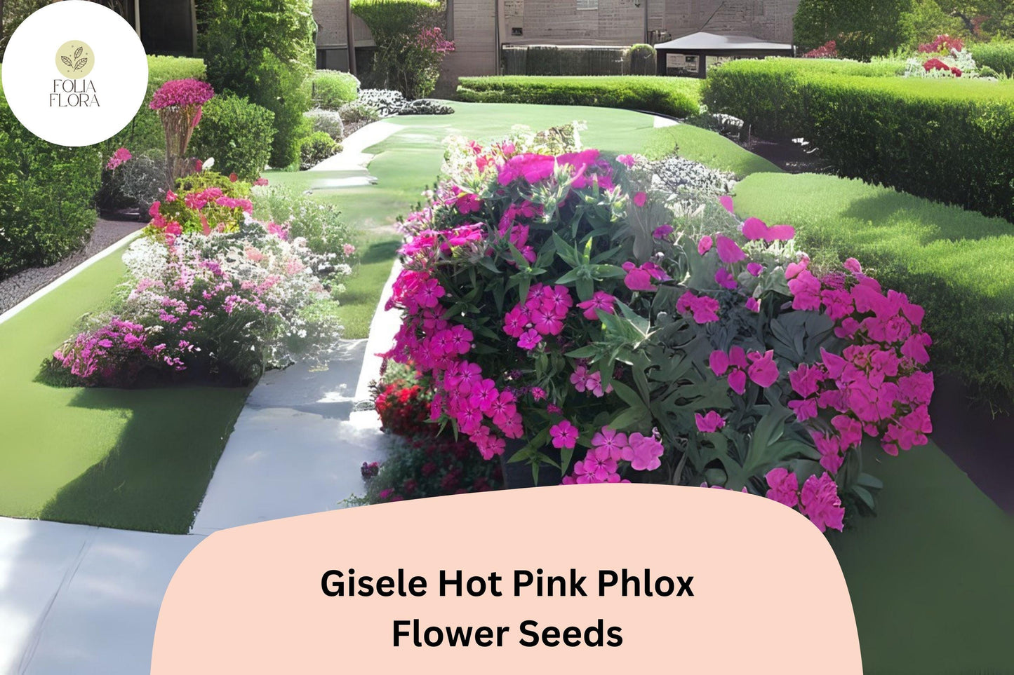 100+ Gisele Hot Pink Phlox Seeds – Bright Annual Garden Flowers, Phlox drummondii
