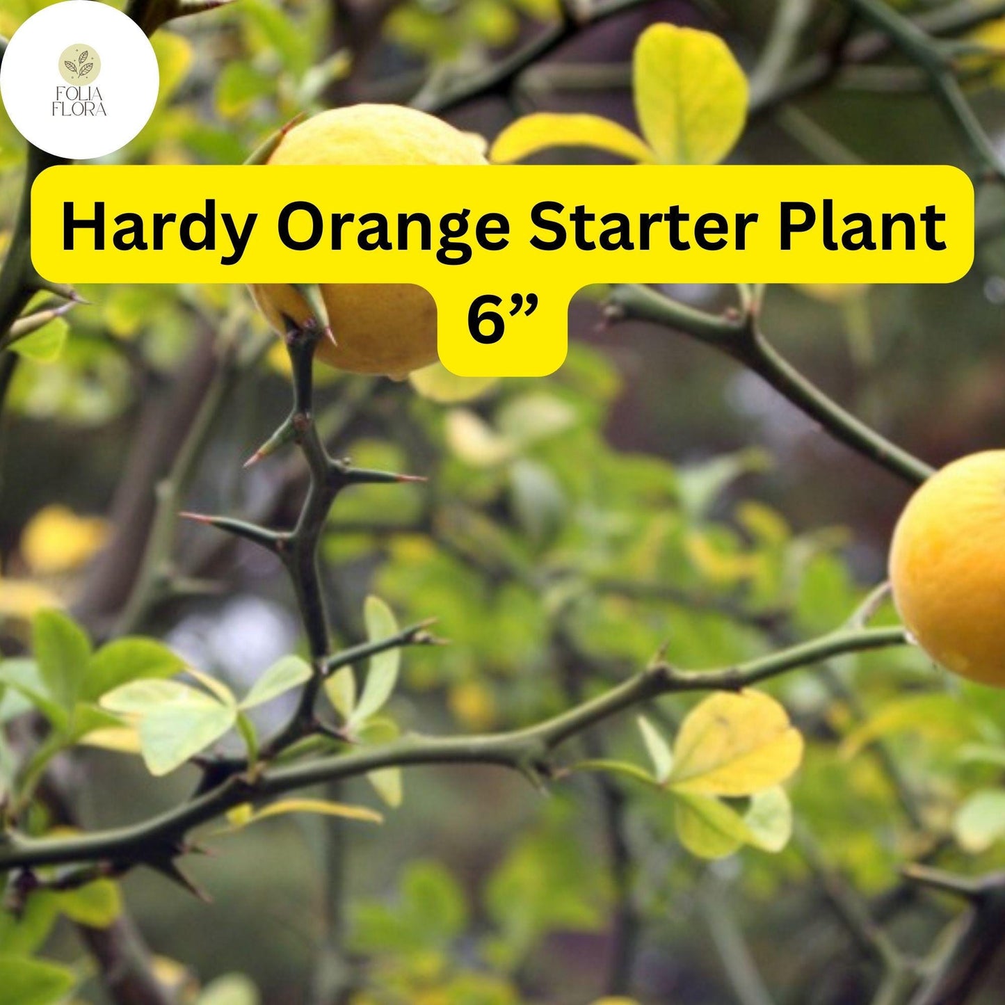 1 Poncirus trifoliata Hardy Orange Tree 6” Fully Rooted Seedling - Cold Hardy Citrus Plant Ready to Grow