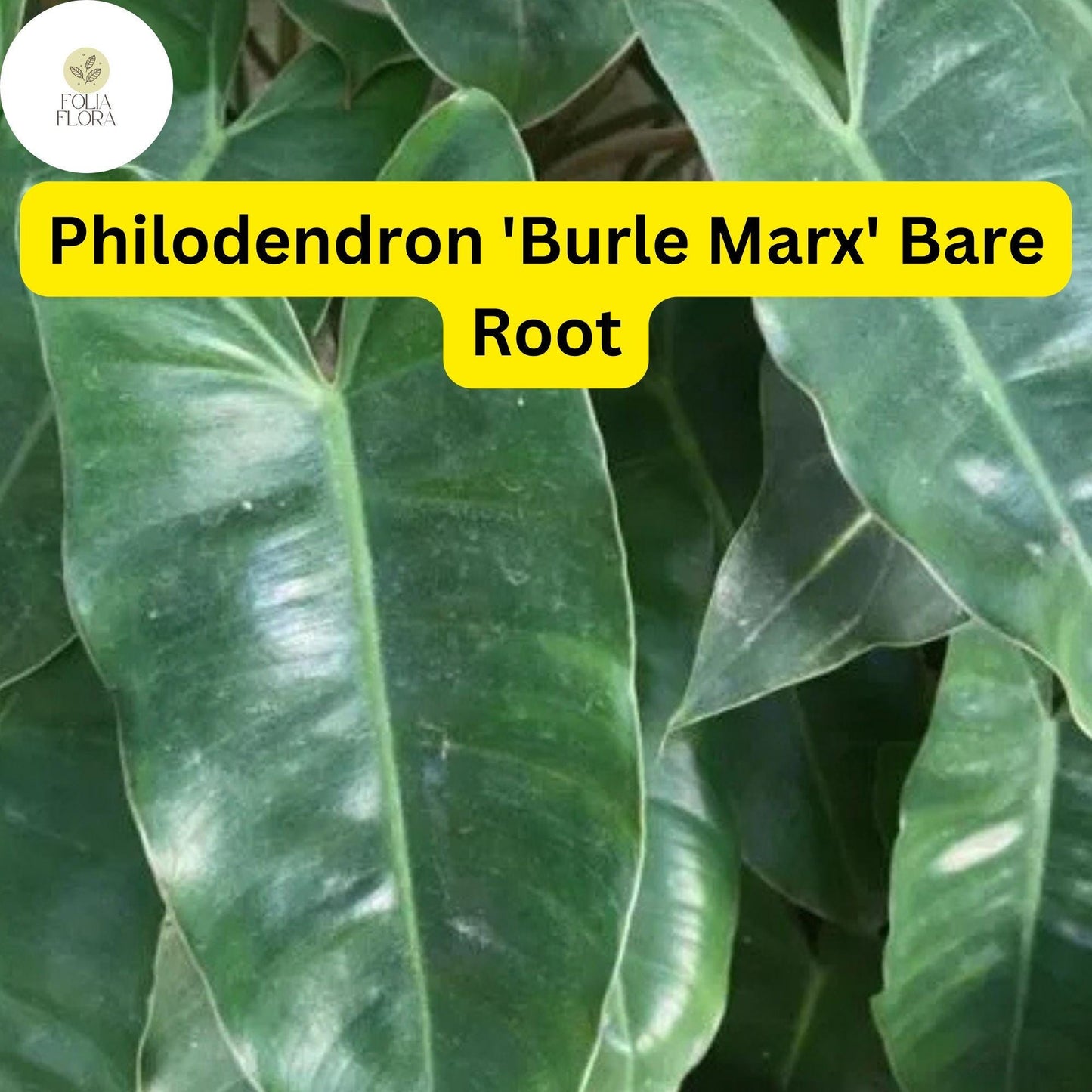 1 Philodendron 'Burle Marx' Live Rooted Plant, Bare Root, Tropical Indoor Houseplant, Easy to Grow