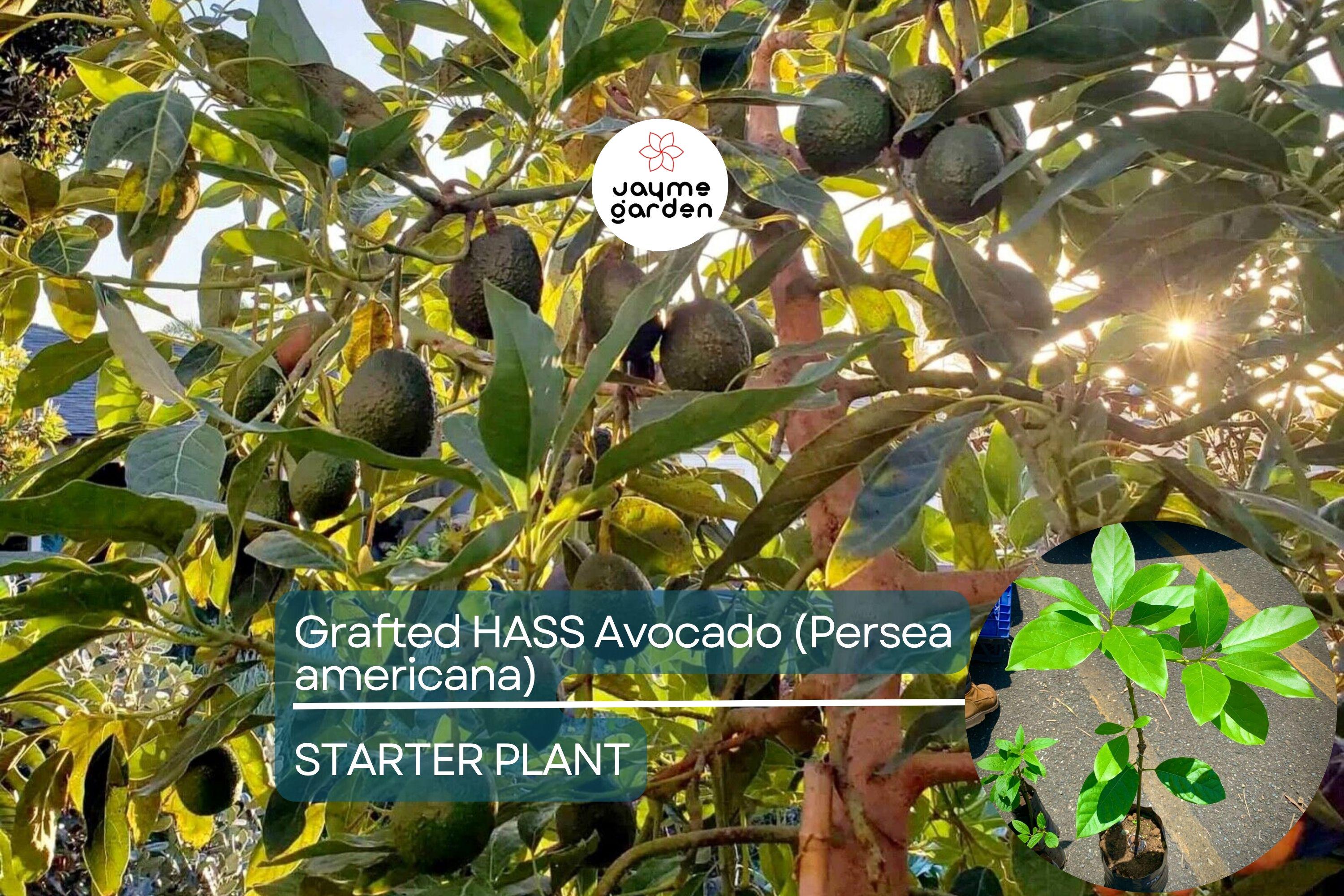 Grafted Hass Avocado (Persea americana) Live Tropical Fruit Tree 12”-24” | Creamy Homegrown Avocados | Easy to Grow Starter Plant