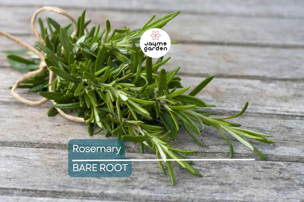 Organic Rosemary Herb Live Plant - Bare Rooted, Ready to Plant - Indoor/Outdoor Herb for Gardens